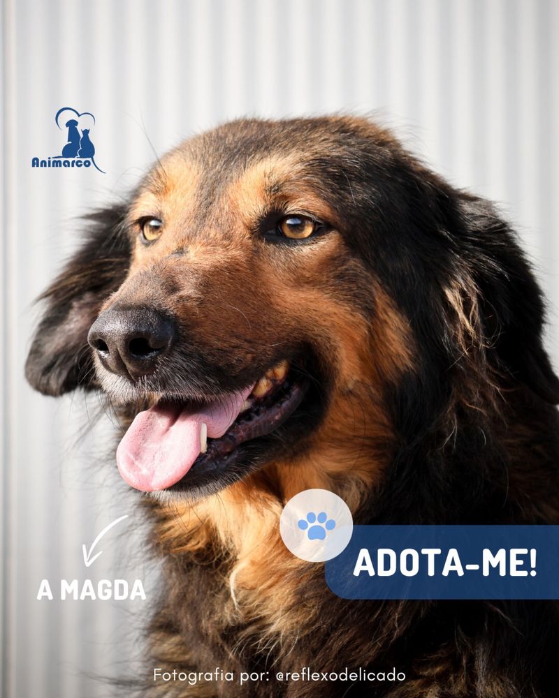 Magda cadela medio - grande para adoção