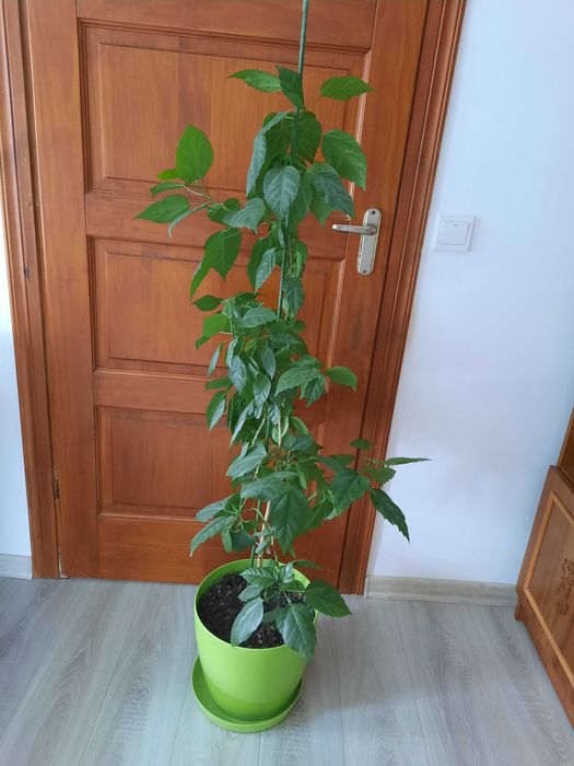 Китайська рожа і гібіскус кімнатна