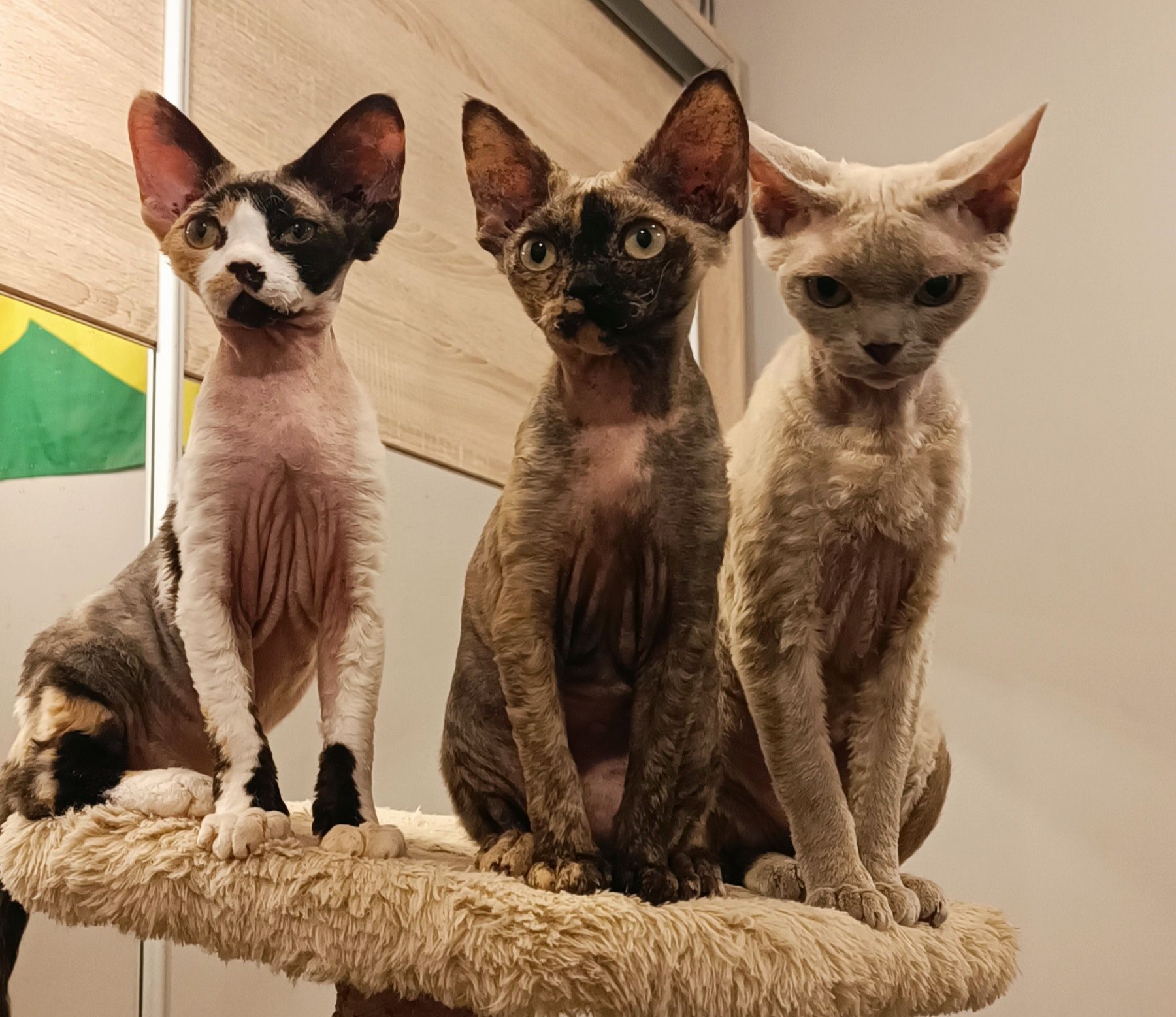 Szylkretowa kotka devon rex PZF