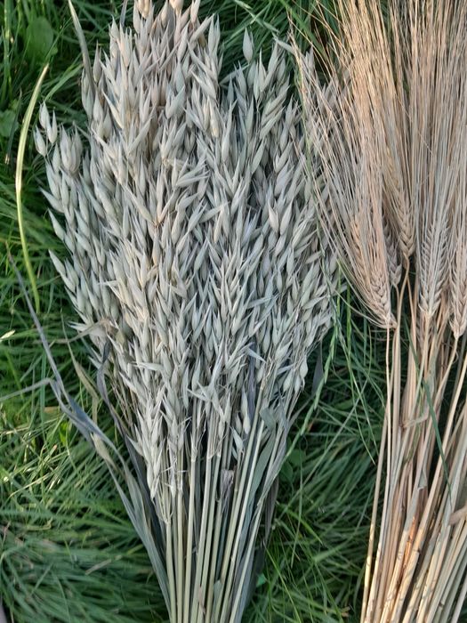 Сухоцвіти злаклві пшениця вусата ,  ячмінь та льон