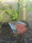 Peixes Colisa Macho