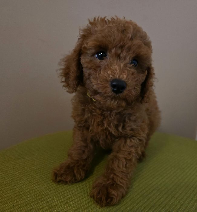 Pudel toy  piękny chłopiec red gotowy na zmianę domu