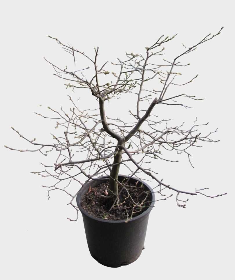 Drzewka bonsai zewnętrzne prebonsai