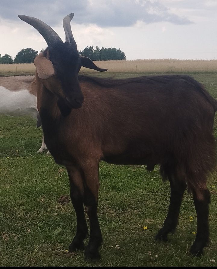 Sprzedam kozła 50% Anglonubijskiego