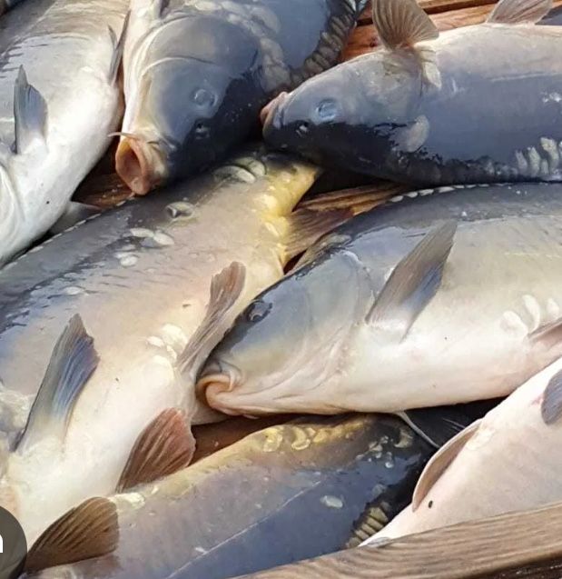 Karp handlowy, duze ilosci