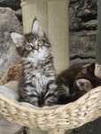 Kocurek Maine Coon  FPL