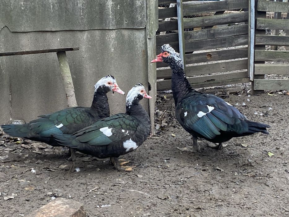 Індокачки, мускусні качки, шипуни