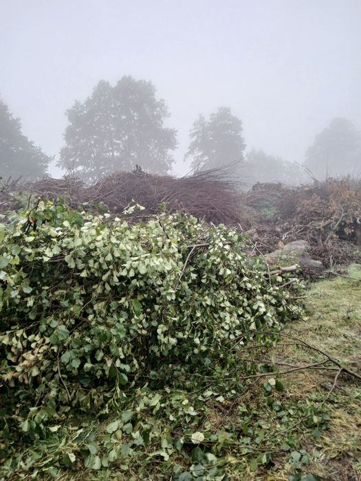 Oddam za darmo chałde gałęzi na biomase