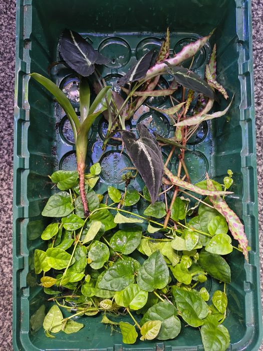 Zestaw 4 roślin do terrarium