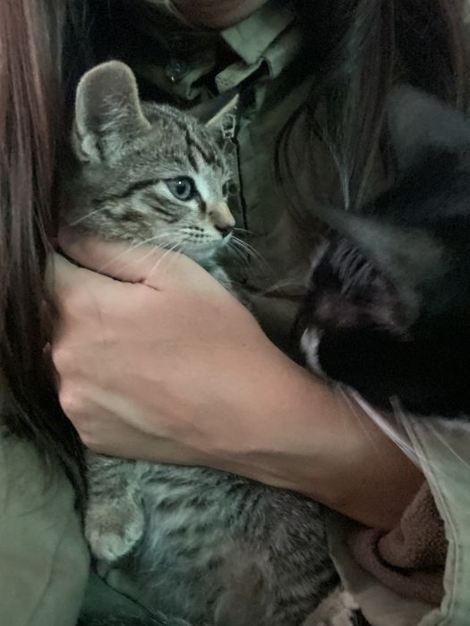 Gatinho bebe (2 meses)