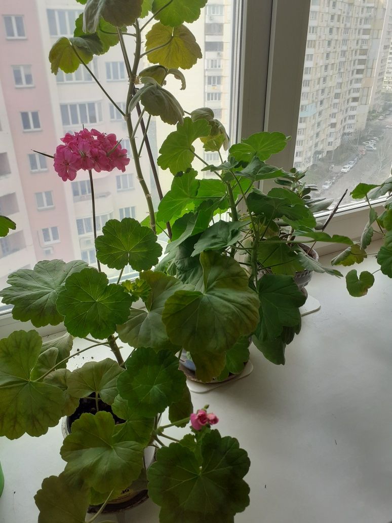 Калачик розовий квітучий