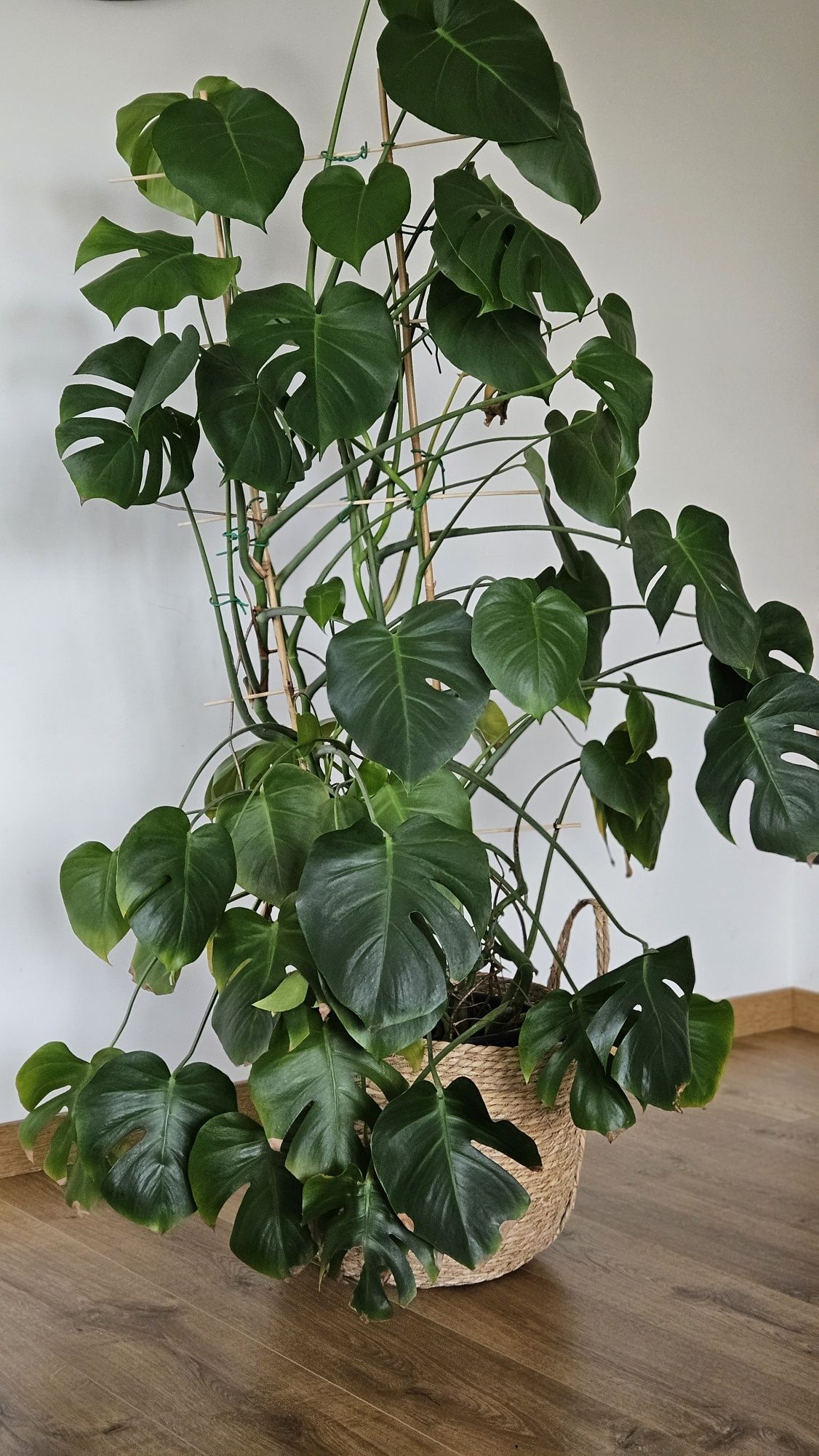 Monstera dziurawa duża