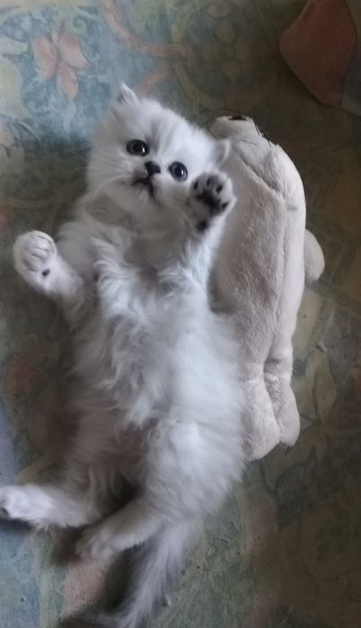 Серебристый котёнок шиншилла хайленд