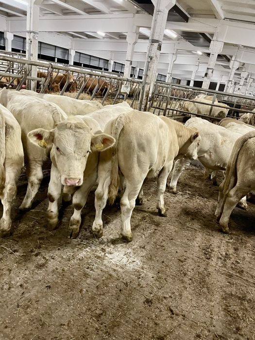 Byczki odsadki scharolez limuze blonde