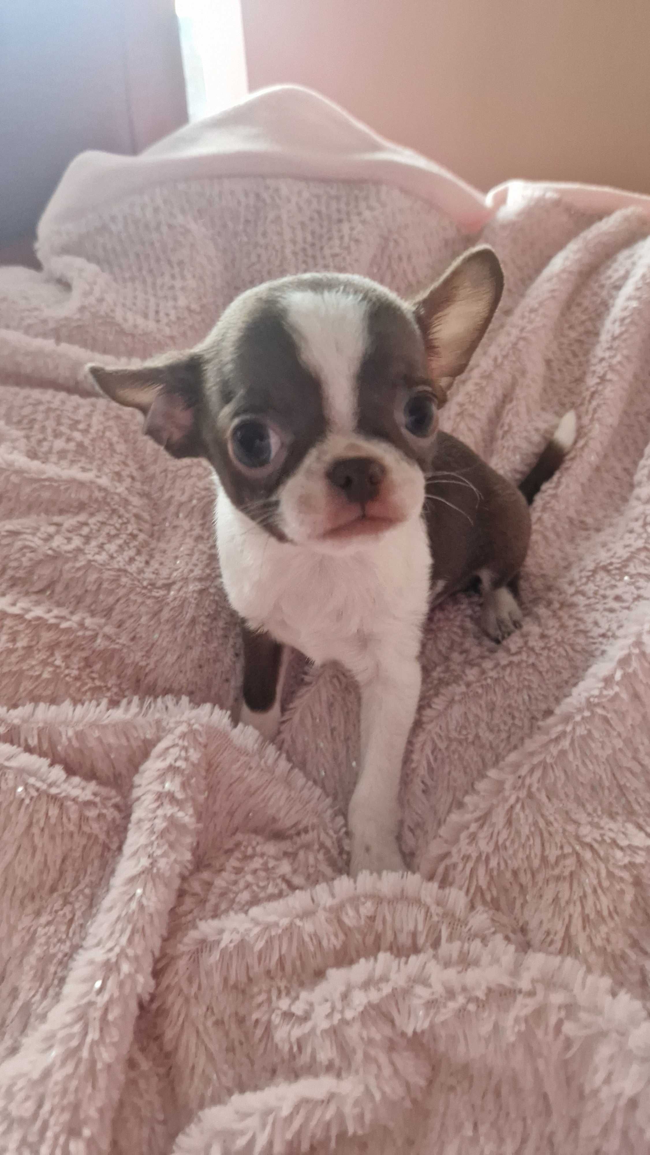 Chihuahua piesek czekoladowo biały