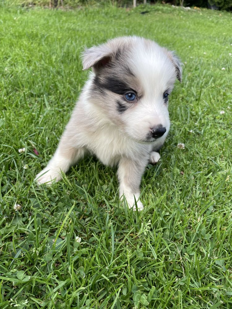 Sunia Border Collie blue merle