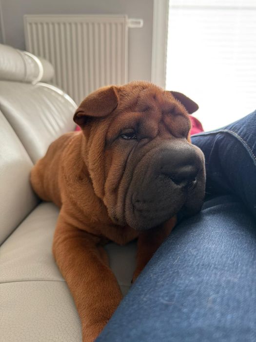 Shar Pei Rodowodowe