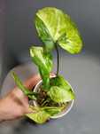Syngonium Three Kings