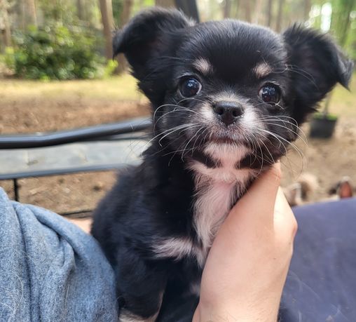 Chihuahua dziewczynka długowłosa ZKwP FCI