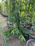 Cyprysik Nutkajski 'Pendula' Wysokośc ok. 180cm Donica 65l. Leszno