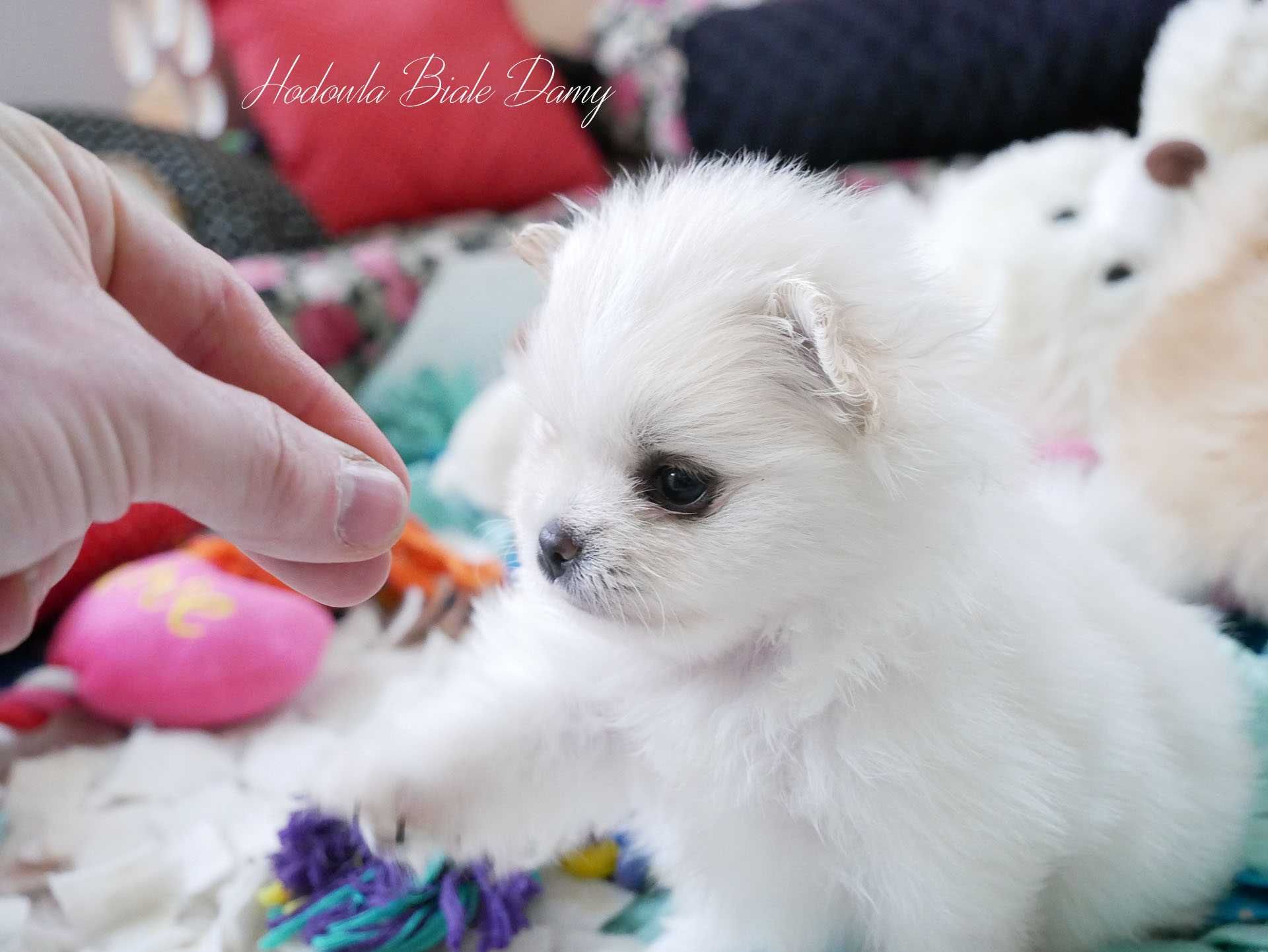 Szpic miniaturowy Pomeranian Boo Szpice Rodowód Chip Suczka Chanel