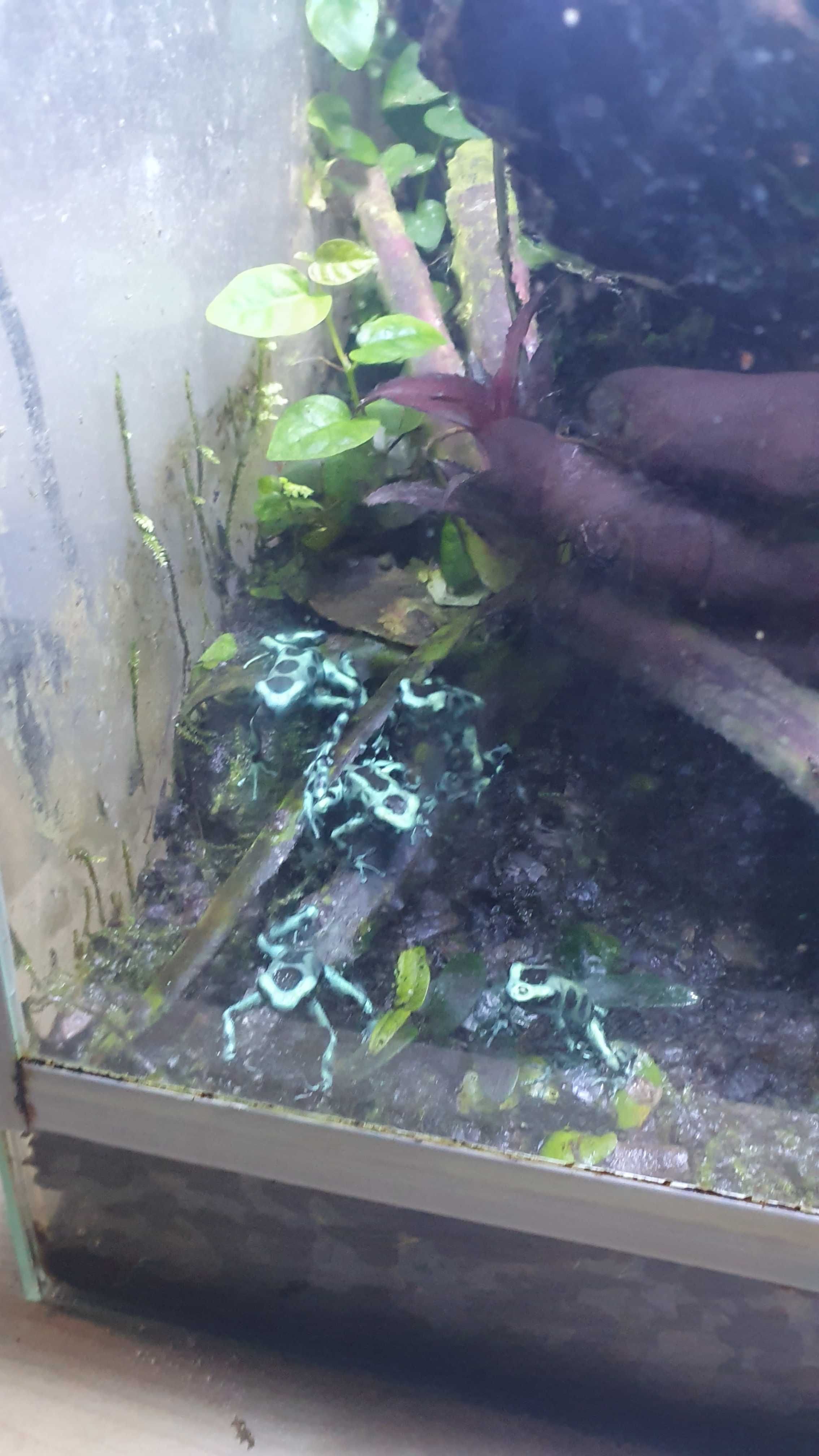 Drzewołaz Dendrobates Auratus ! OKAZJA !