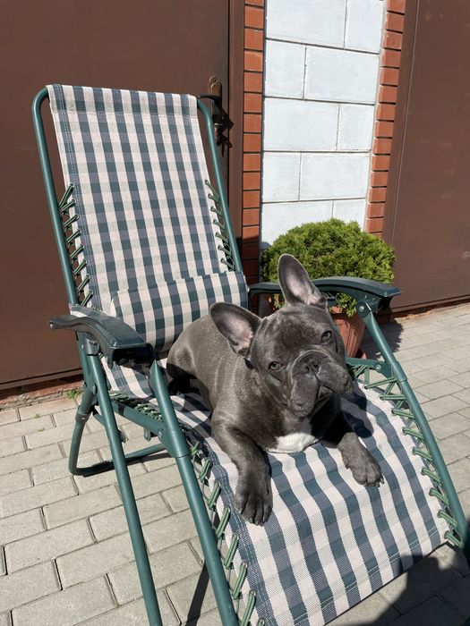 Вʼязка Французький Бульдог