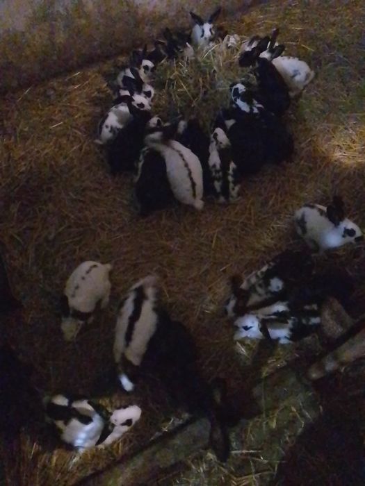 Króliki młode do dalszej hodowli oraz samice zakocone