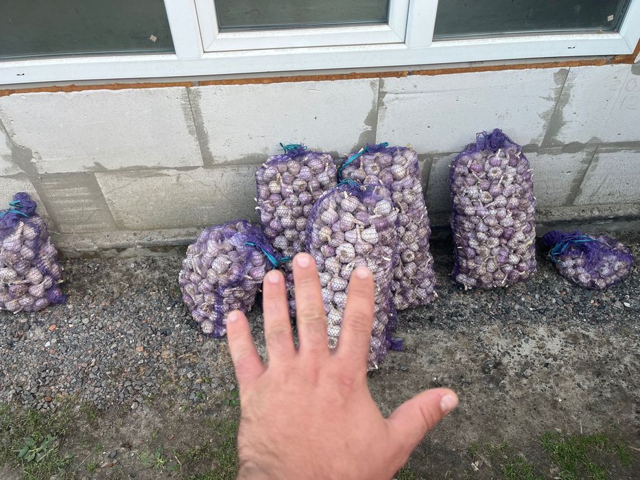 Продам часник Любаша для дому та на посадку фракції від 4-6