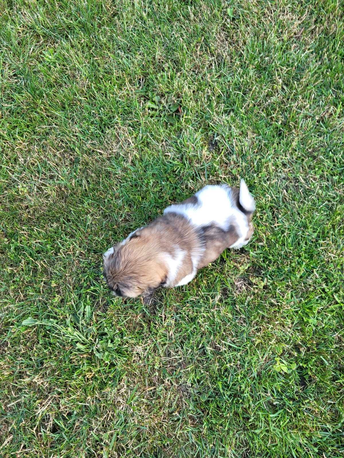 Szczeniak Shih-tzu piesek