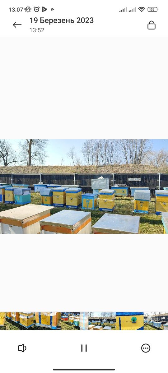 Бджоло сім'ї породи карпатка та бджолопакети
