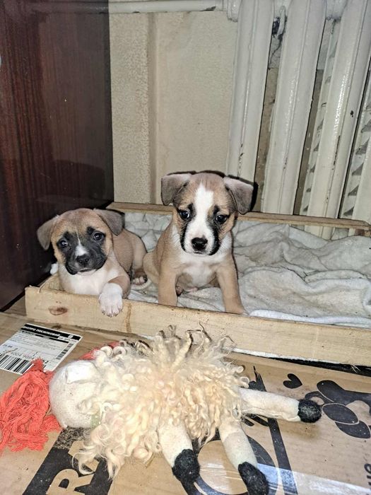 Отдам щенков в хорошие руки