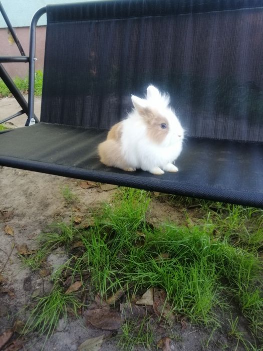 Króliczki karzełki króliki miniaturki