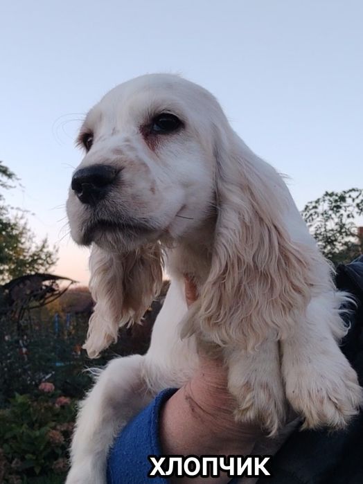 Цуценята породи англійський кокер спаніель