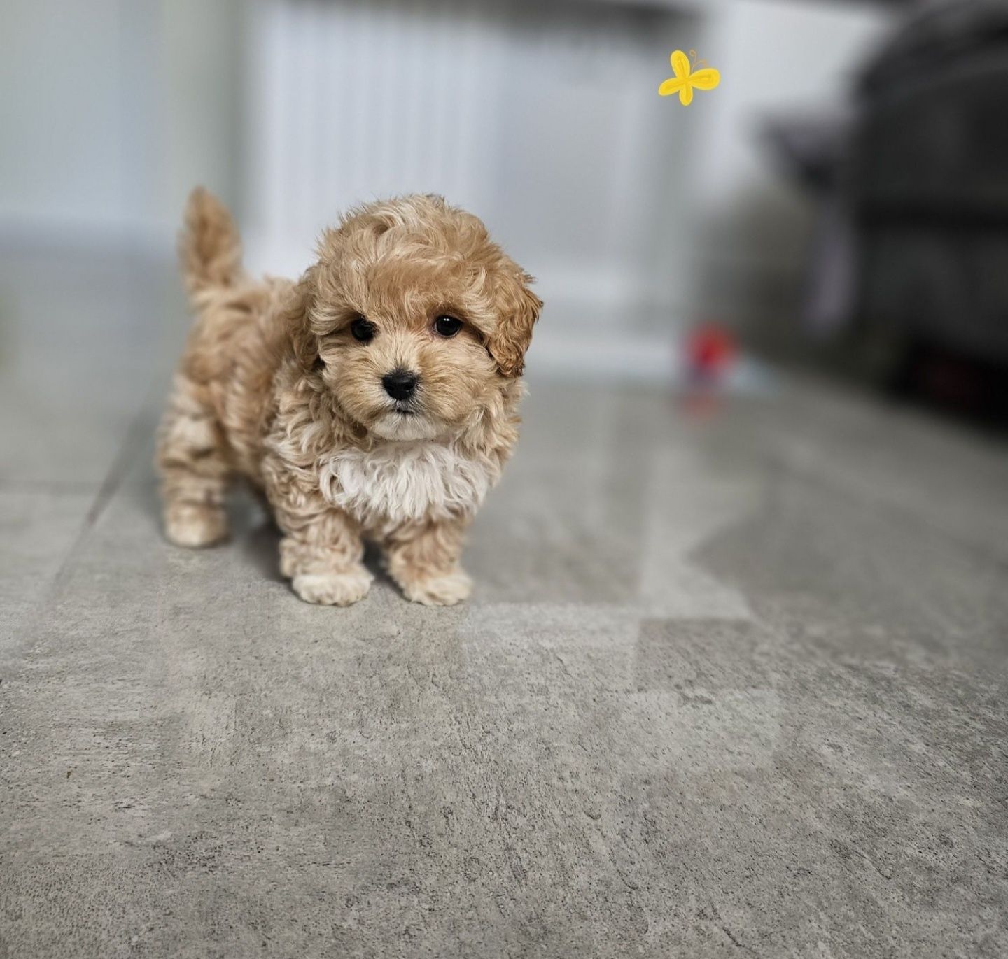 Maltipoo Maleńki Pudelkowy Chłopczyk