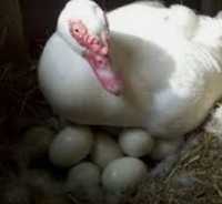 Утка мускусная белая яйцо инкубационное импорт