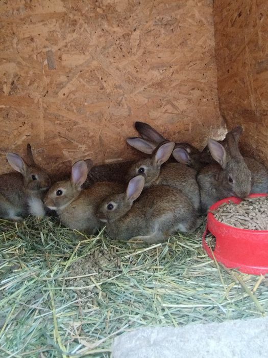 Dzikie króliki  tegoroczne