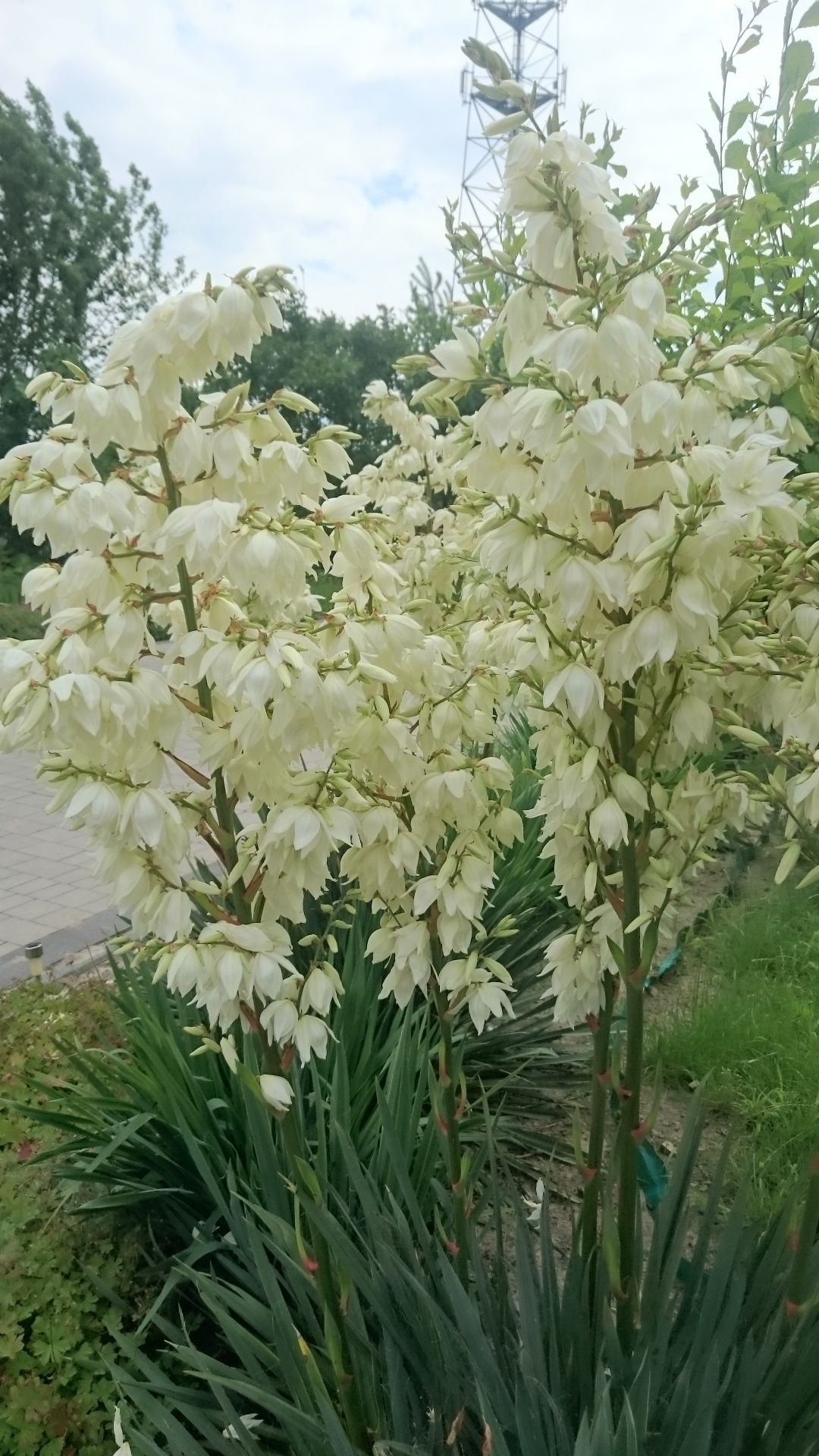 Sprzedam sadzonki juki karolińska i bodziszka