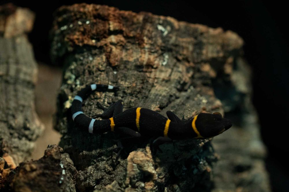 Goniurosaurus hainanensis, gekony chińskie Warszawa