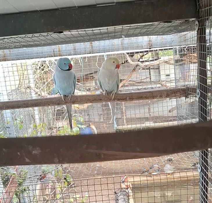 Casal reprodutor