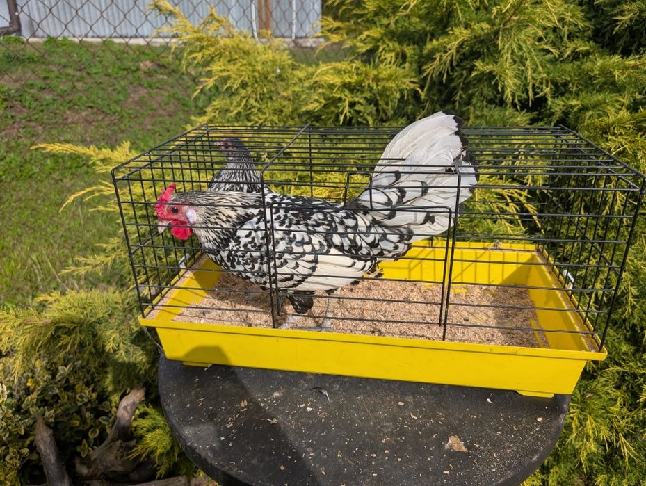 Para kurek ozdobnych