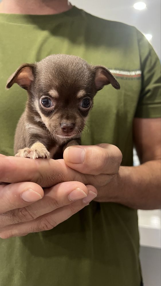 Chihuahua miniatura