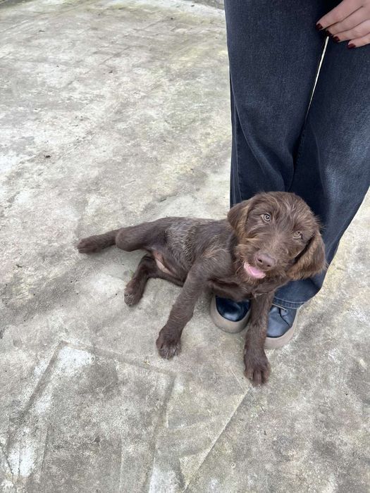 Отдам девочку дратхаара