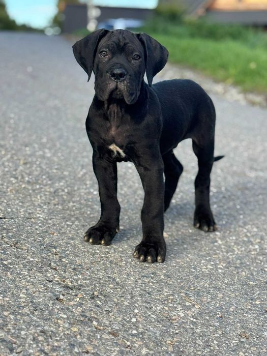 Cane Corso samiec ZKwP/FCI