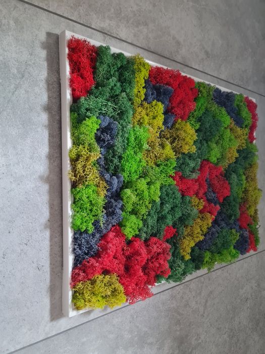 Duży obraz z mchu chrobotka reniferowego