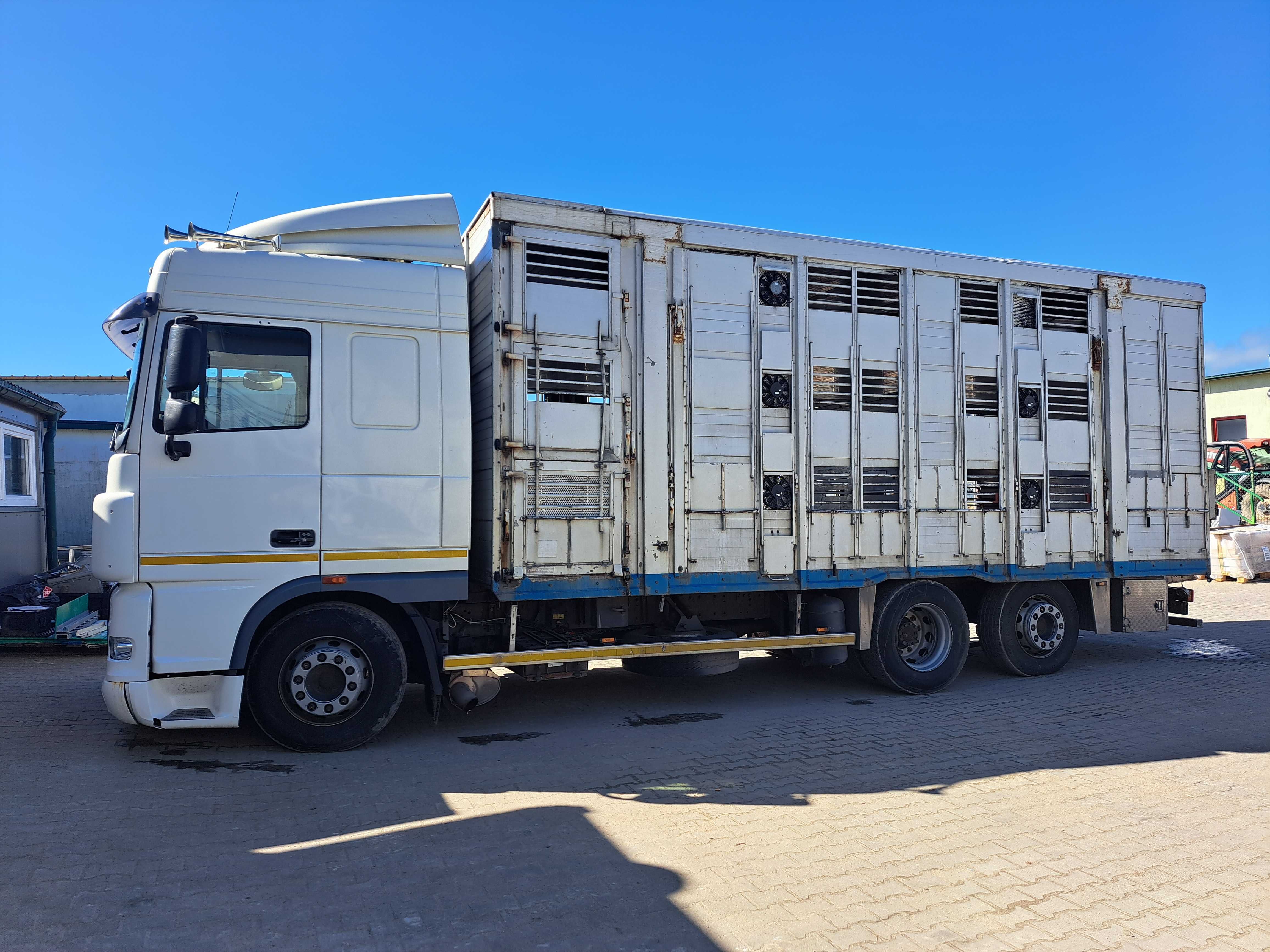 DAF XF105 - zabudowa do transportu trzody chlewnej i bydła