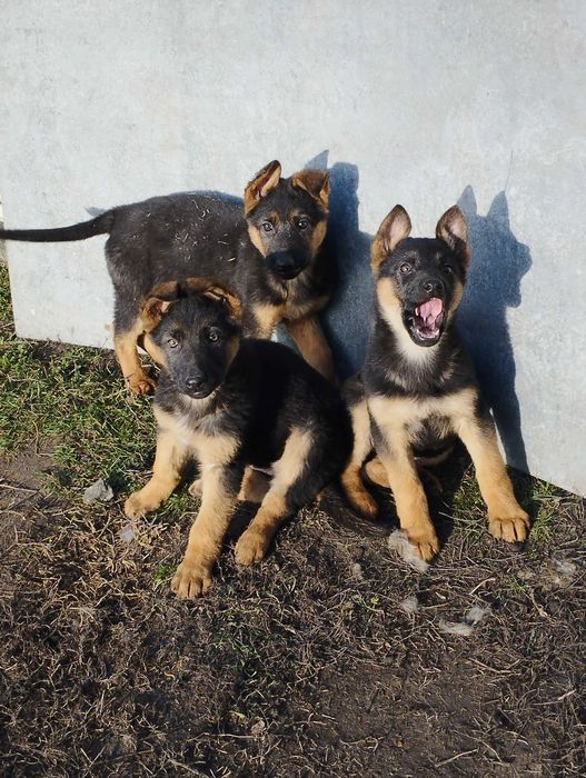 Цуценята німецької вівчарки. вакциновані.