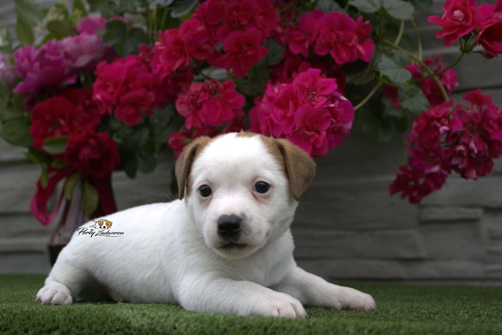 Uroczy Piesek Jack Russell Terrier*ZKwP FCI*