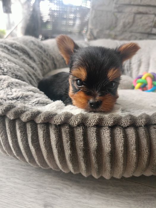 Yorkshire terrier