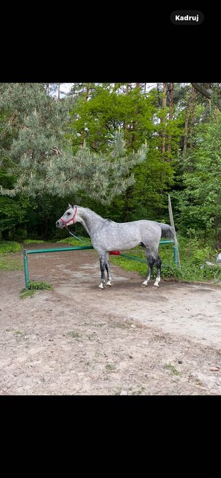 Ogier czystej krwi arabskiej